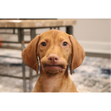 Waffles the Vizsla Plushie
