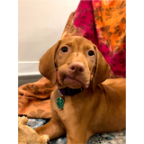 Waffles the Vizsla Plushie