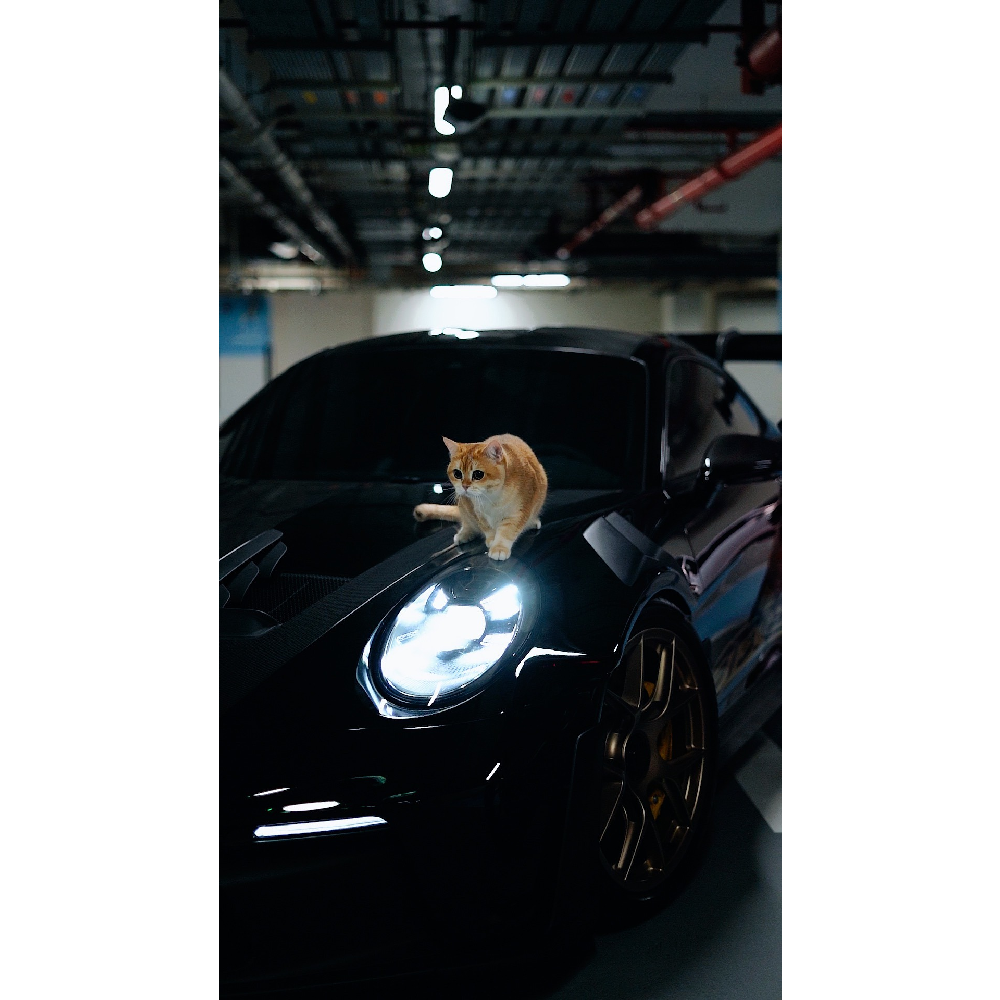 Cats and Cars Plushie