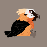 @birbs_borbs Bearded Vulture Plush  by Makeship.